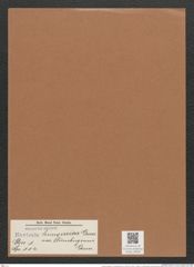 Navicula hungarica var. lüneburgensis Grun. (de-Toni-Nr.: Genus 1, Species 114) Zeichnungen Sammlung Grunow Mappe 00095 (Herbarium_W_Grunow_drawings_Folder_00095)